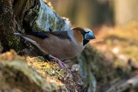 Apfelfink von Merijn Loch