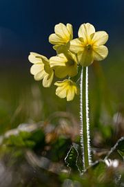 Cowslip in the back light