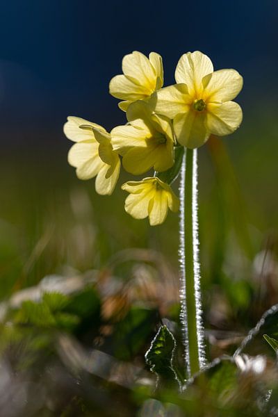 Cowslip in the back light by Andreas Müller