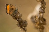 Oranje vlinder op bruine plant