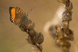 Oranger Schmetterling auf brauner Pflanze von Fokko Erhart