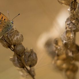 Oranje vlinder op bruine plant van Fokko Erhart