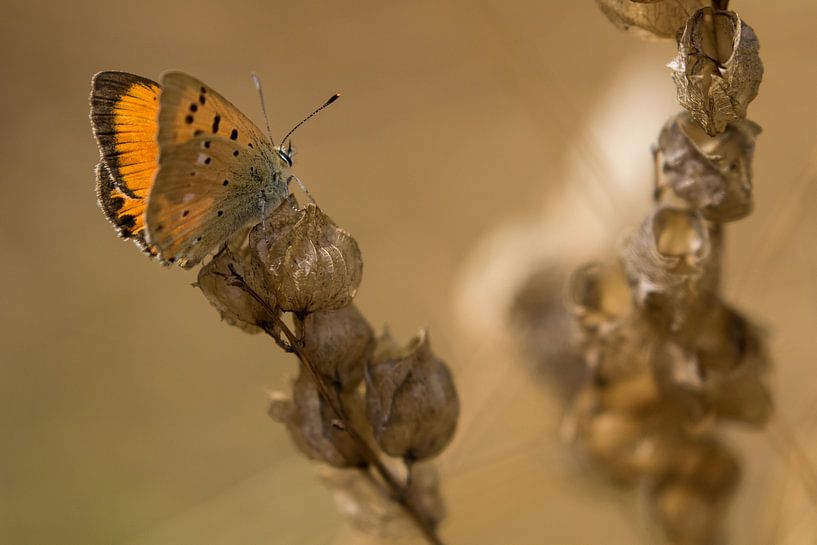 Oranje vlinder op bruine plant van Fokko Erhart