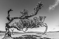 L'élégance intemporelle de la nature - La beauté altérée du Fanal