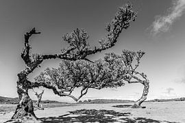 Timeless Elegance of Nature - The Weathered Beauty of Fanal by Mark de Rie