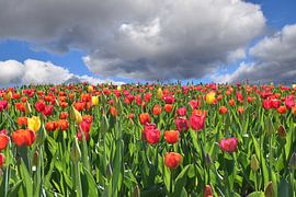 An area of tulips in bloom by Claude Laprise