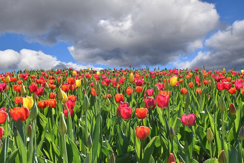 An area of tulips in bloom by Claude Laprise