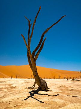Deadvlei Namibië van Willemijn Wolthaus