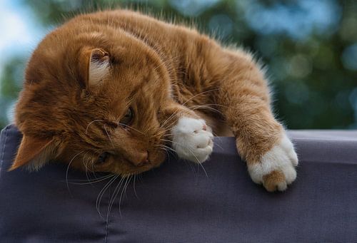 Rode kat, lui en toch willen spelen