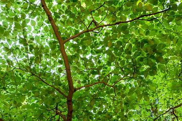 Groene bladeren in het voorjaar van Rick Van der Poorten
