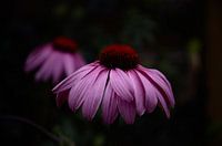 Pink  Euchinops flowers