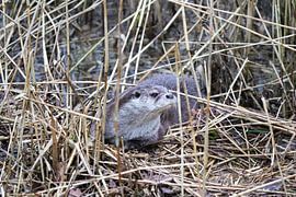cute otter by jesper makkinje