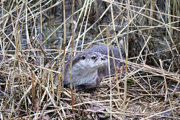 cute otter by jesper makkinje