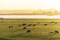 Lumière du matin sur des moutons dans le pré