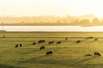 Morning light on sheep in the Meadow by Peter Hendriks