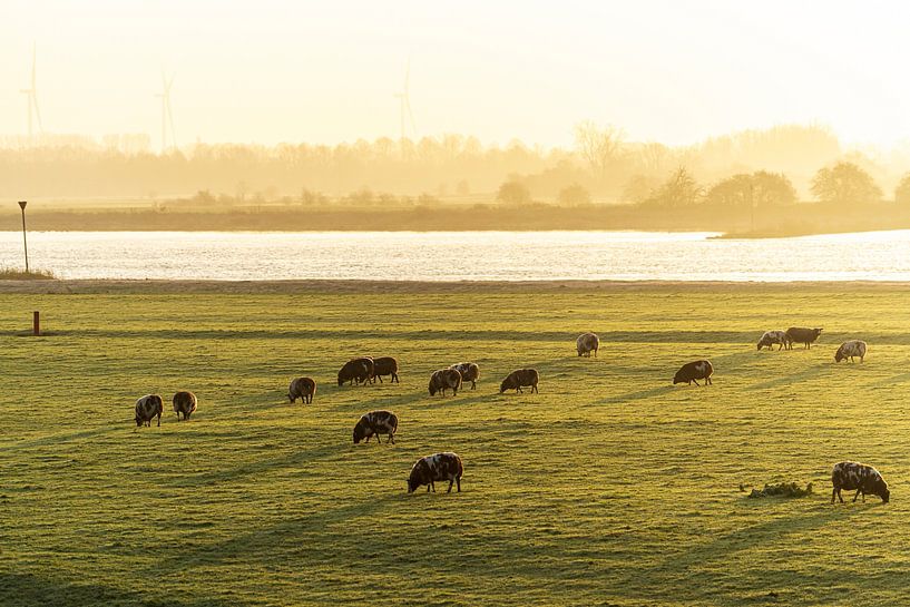 Morning light on sheep in the Meadow by Peter Hendriks