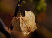 after flowering ! van erik boer thumbnail