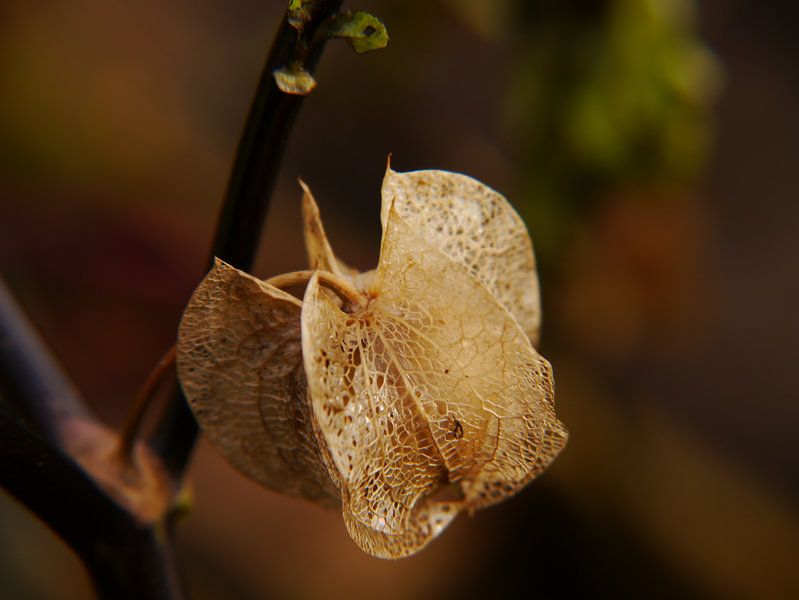 after flowering ! van erik boer