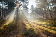 Sonnenstrahlen im Wald von Egon Zitter Miniaturansicht