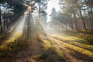Sun rays in the forest by Egon Zitter