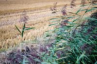 Lavendel