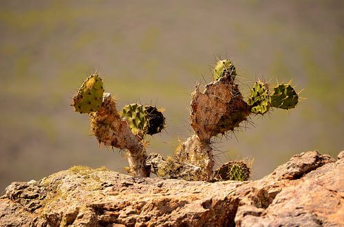 Cactus op de Christoffelberg