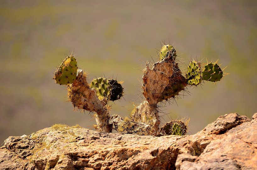 Cactus on Christoffel mountain by Karel Frielink