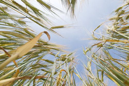 Gerstenfeld im Sommer
