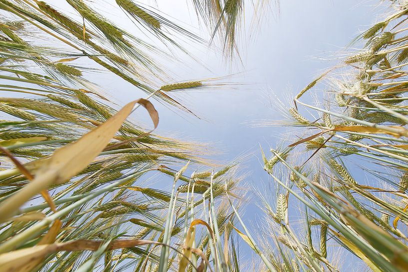 Barley Field in Summer by Jörg Hausmann