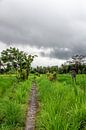 Bewolkte dag in Bali van Mickéle Godderis thumbnail