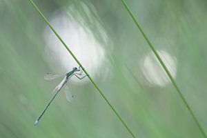 Fehlt im Gras