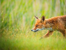 Fox hunting by Maaike van Schie
