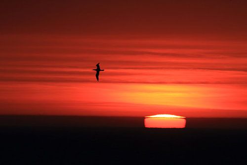 Jan-van-genten Helgoland Eiland Duitsland