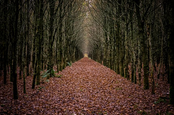 Pfad im Wald (1)