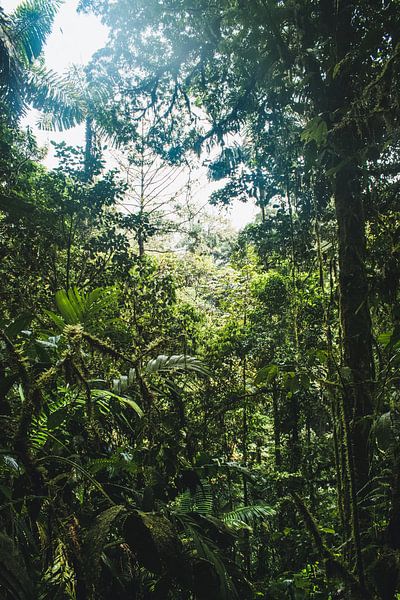 Arenal Hängebrücken – Mistico Park von Rick Massar