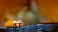 Dichtbij - Twee hoedvormige paddestoelen met dromerige achtergrond