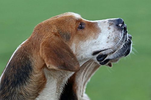 Foxhounds 3 of a kind (2)