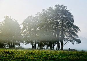 La beauté naturelle dans le brouillard