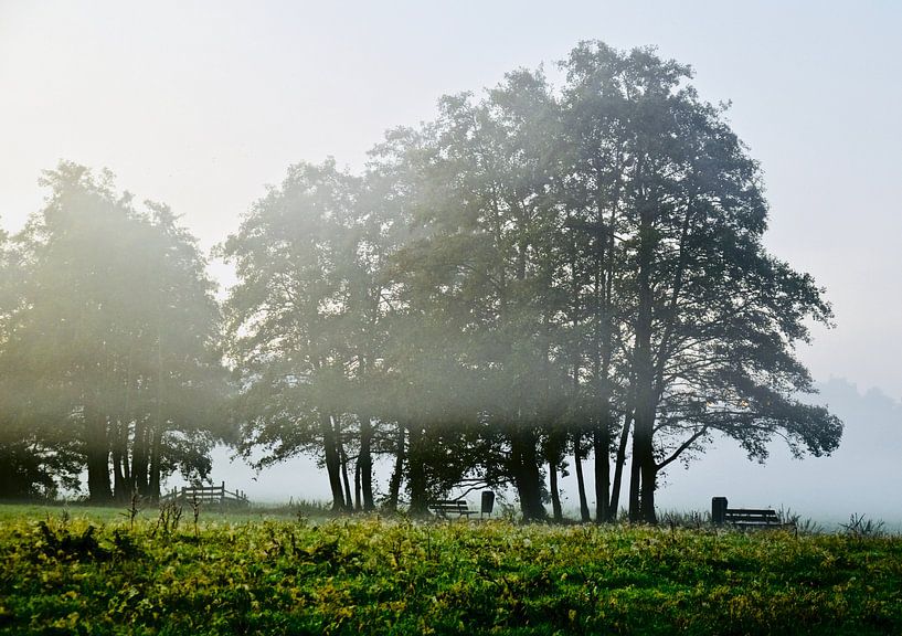 Natürliche Schönheit im Nebel von Jan Radstake