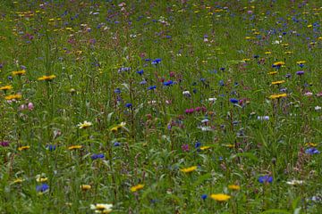 Fleurs sur By Foto Joukje