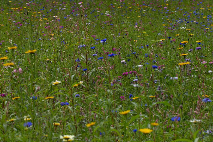 Flowers by By Foto Joukje