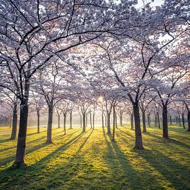 The Blossom Park by Ernesto Schats