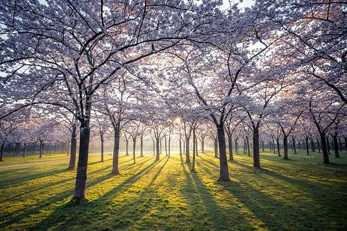 The Blossom Park by Ernesto Schats