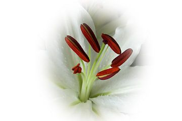 Lily Flower in bokeh