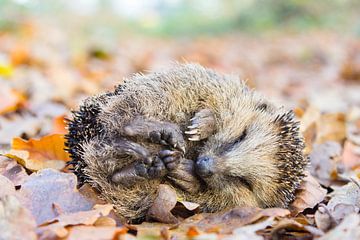 Rolled up hedgehog lying asleep on autumn leaves by Ben Schonewille