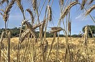 Au bord du champ de blé par Frans Blok Aperçu