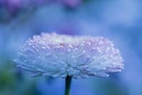 Blue Belli