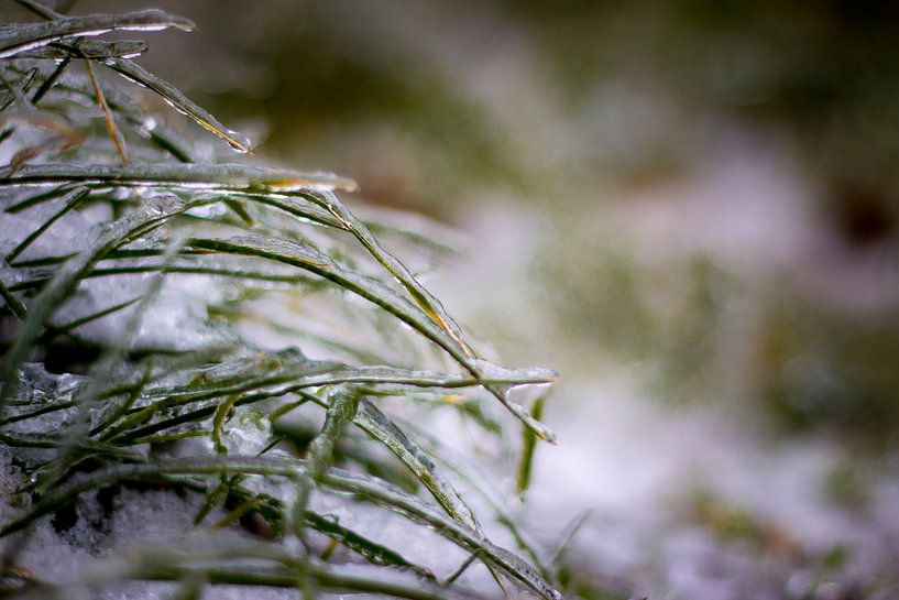 winter  by Janna-Jacoba van der Laag