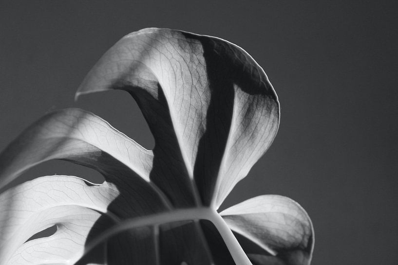 Monstera by Hello Pompoyo