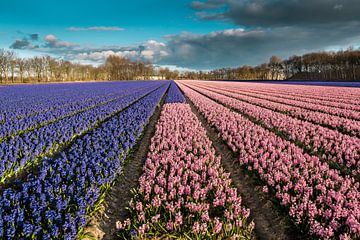 Bollenveld met blauwe en roze hyacinten van Peet Romijn